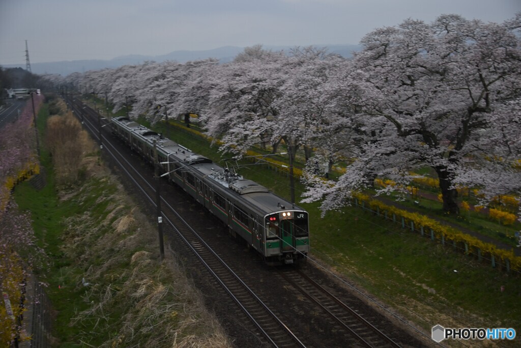 桜並木と仙台行きの普通列車