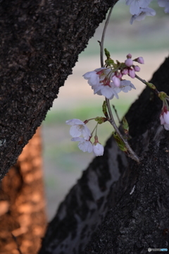 桜