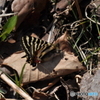 ヒメギフチョウ