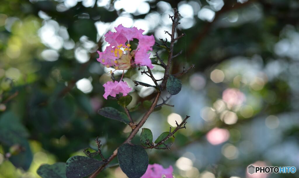 まだ夏の花