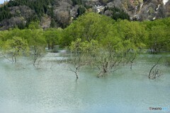 湖水に浮かぶ新緑