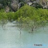湖水に浮かぶ新緑