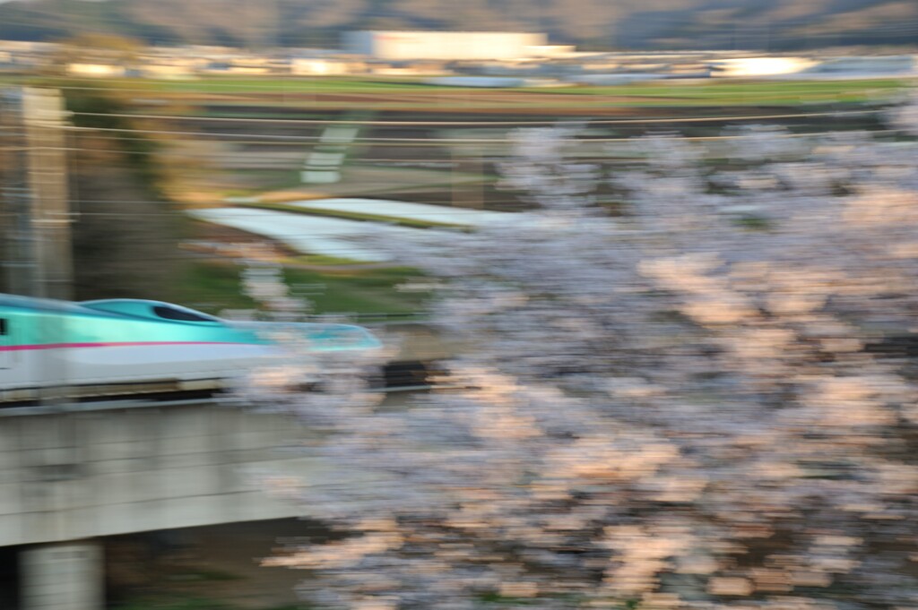夕日の中の桜と新幹線
