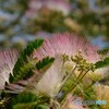 合歓木の花