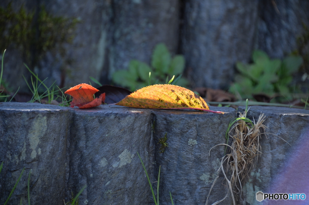 公園の紅葉