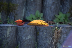 公園の紅葉