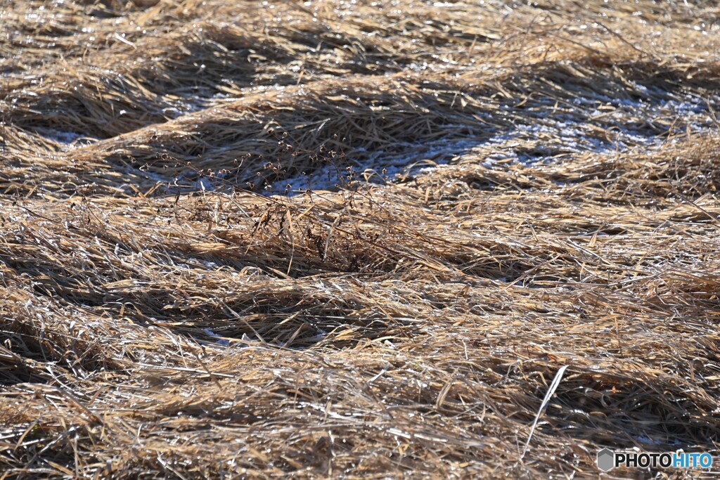 耕作放棄地の光
