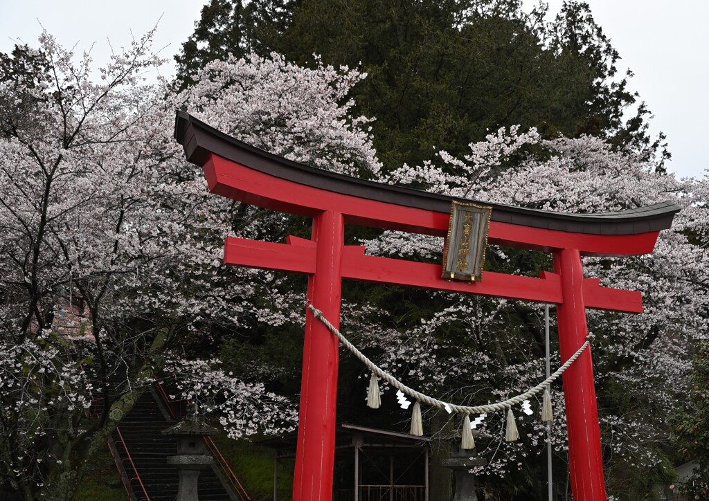 ここも桜の名所