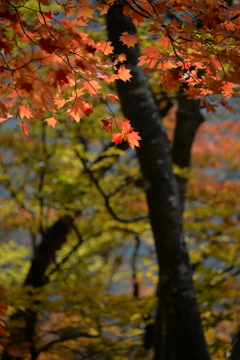 晩秋の風景