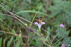 蜜に夢中