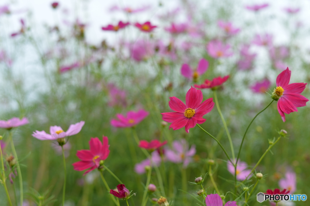 薄紅のコスモスが秋の日に