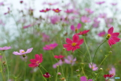 薄紅のコスモスが秋の日に