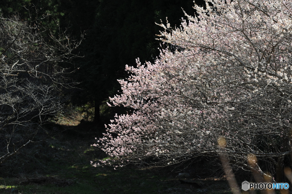 限界集落の紅梅白梅
