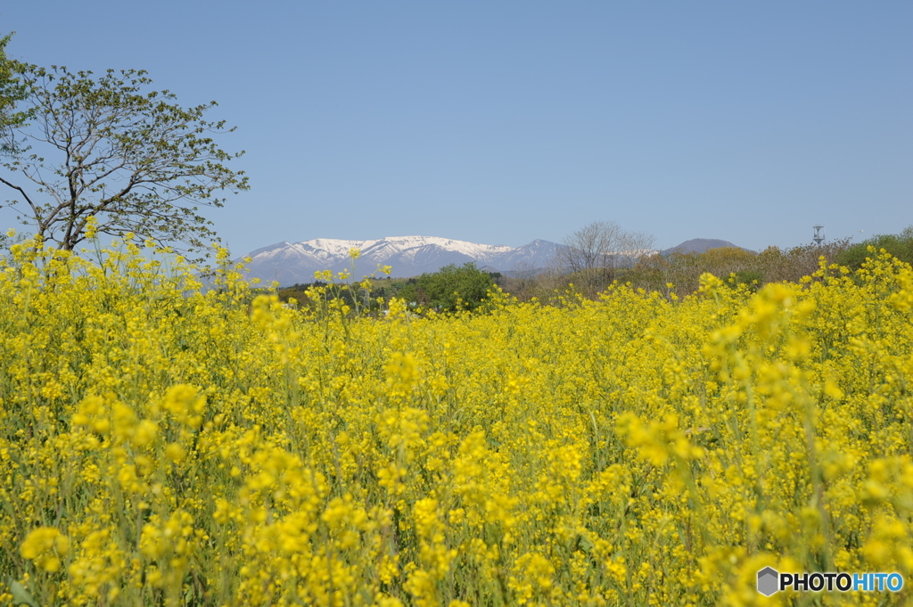 菜の花畑の向こうには蔵王連峰