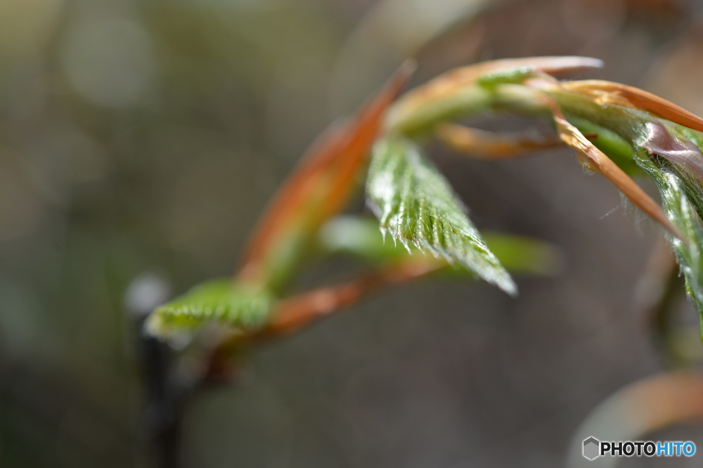 ブナの芽吹き