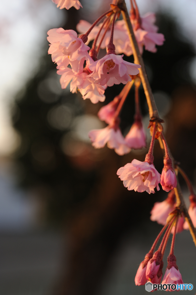 しだれ桜