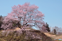 こんな綺麗な桜見たことない