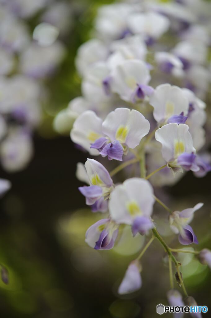 もしかして蘭の花？