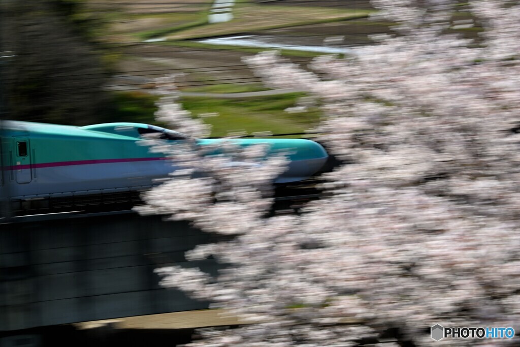 都会の桜は？