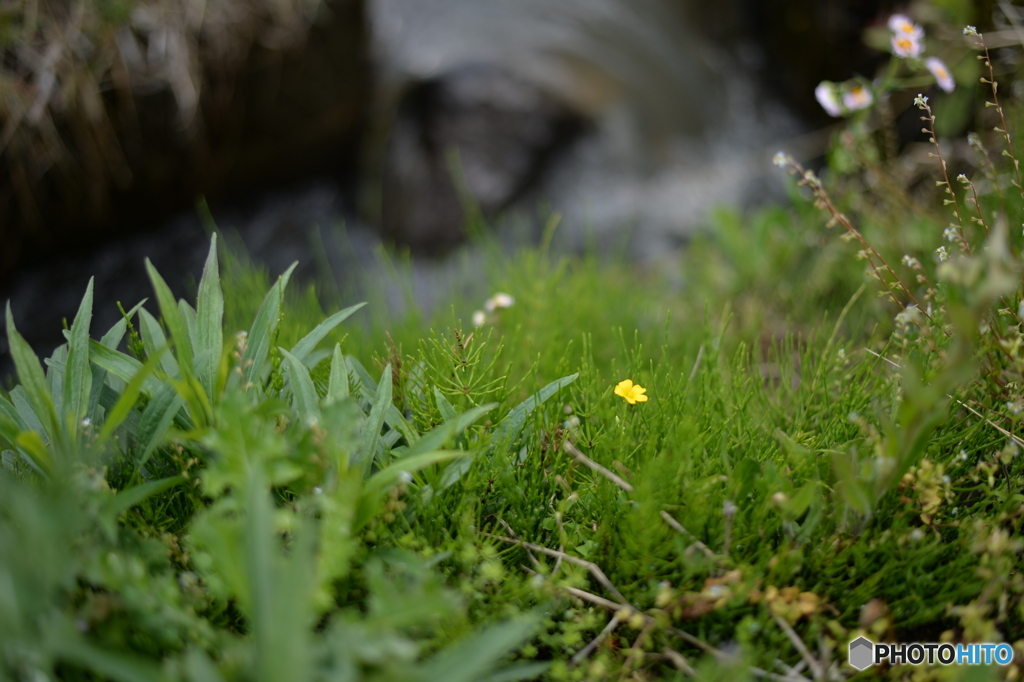 小さくて黄色い花に惹かれた