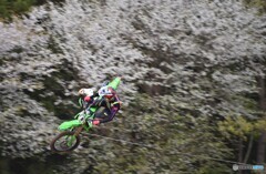 飛べ桜のてっぺんまで
