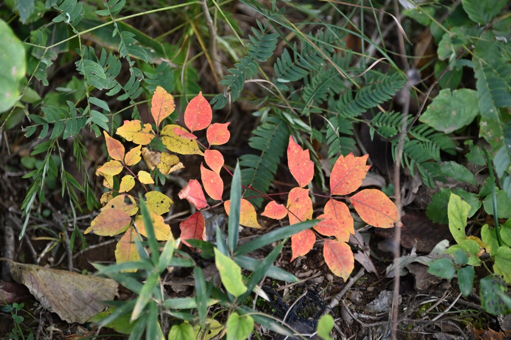 日だまりの紅葉