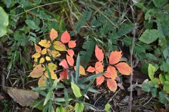 日だまりの紅葉