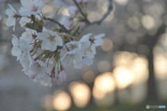 早朝の桜