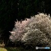 限界集落の紅梅白梅