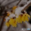 雪の日の蝋梅