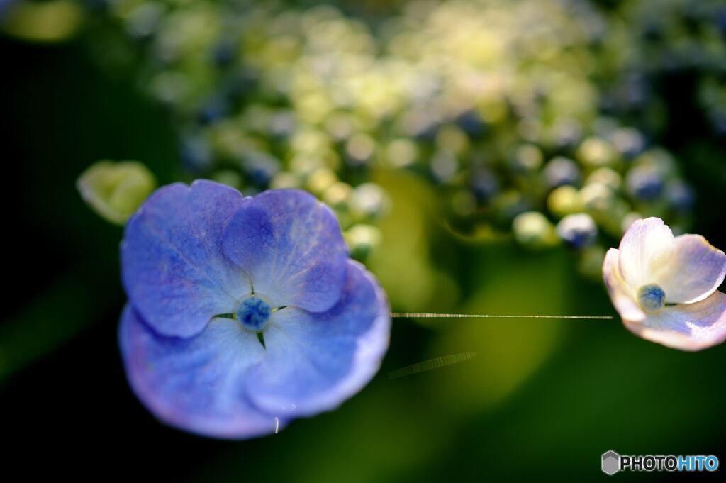 アジサイの季節