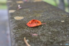 茶色になる前の艶