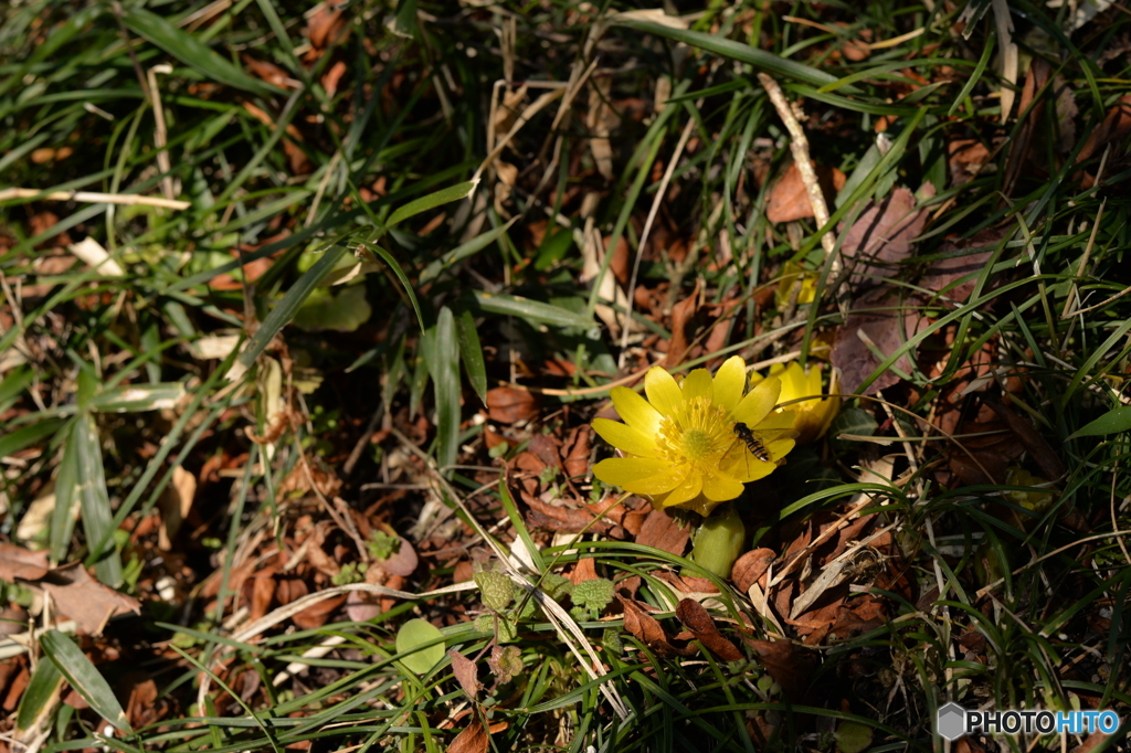 フクジュソウの中で