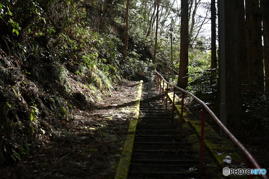 神社の階段に春の光