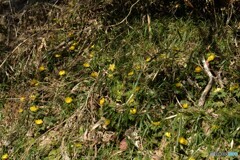 野生の福寿草の群生