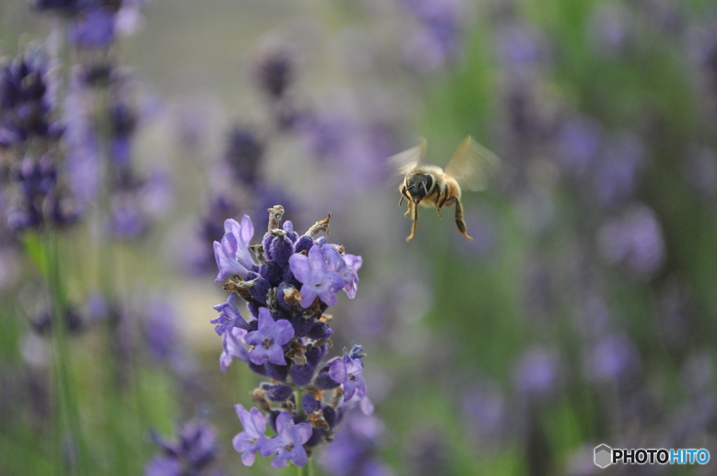 ラベンダーの魅力にメロメロ