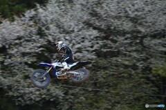 モトクロスと桜