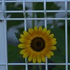 抜け出せないよー