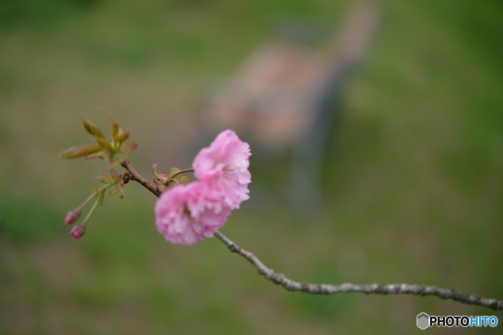 ベンチと桜