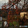 印象夕景柿の実と東北本線