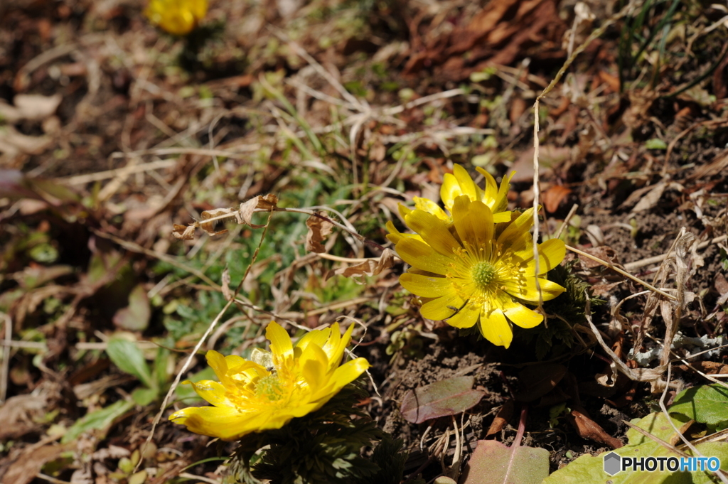 野生の福寿草