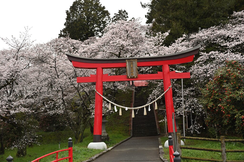 鳥居と桜