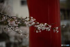 雨上がりの神社で