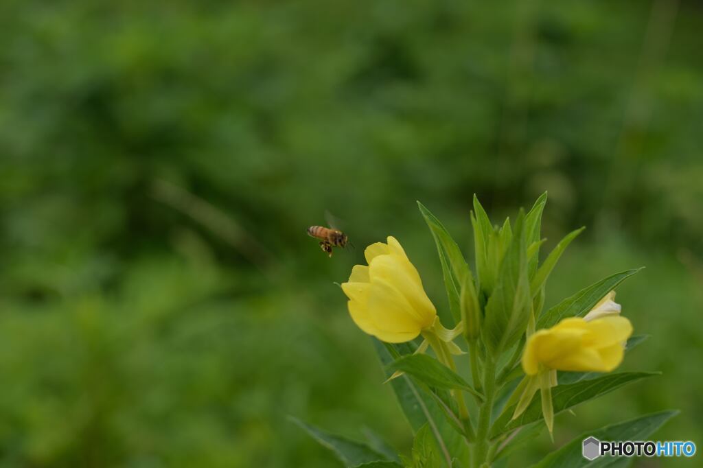 ミツバチマーヤだろうか