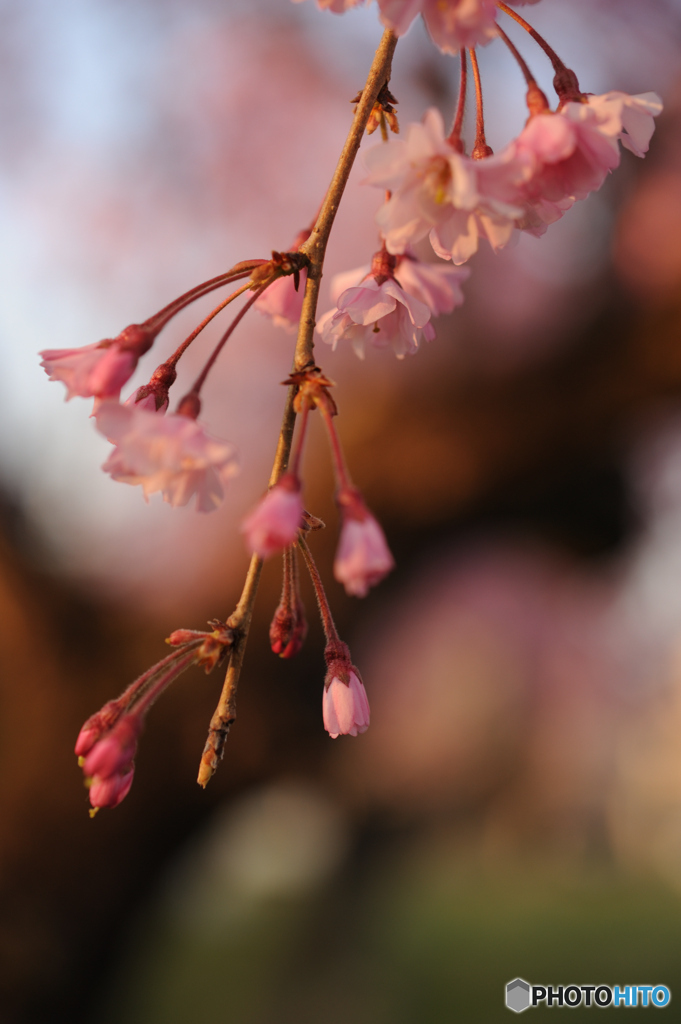 夕景しだれ桜