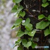 飯豊山麓の遅い春
