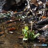 水芭蕉はまだ