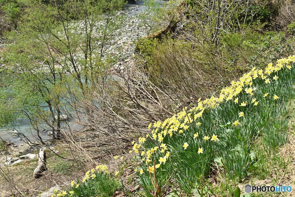 水仙と渓流