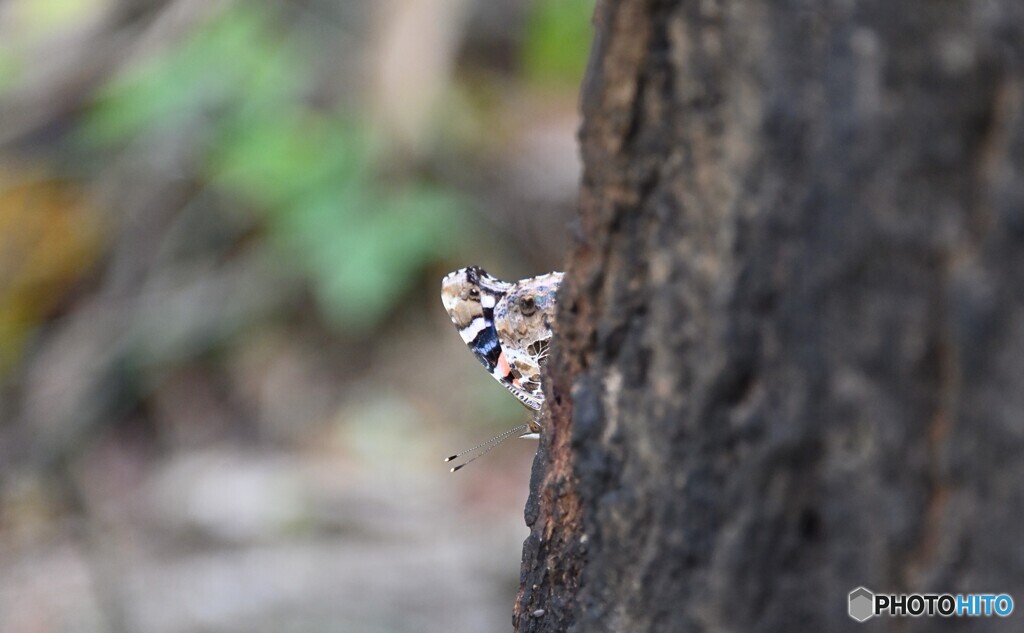 タテハがまだ。多分ツマグロヒョウモンの雄です。