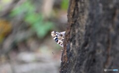 タテハがまだ。多分ツマグロヒョウモンの雄です。